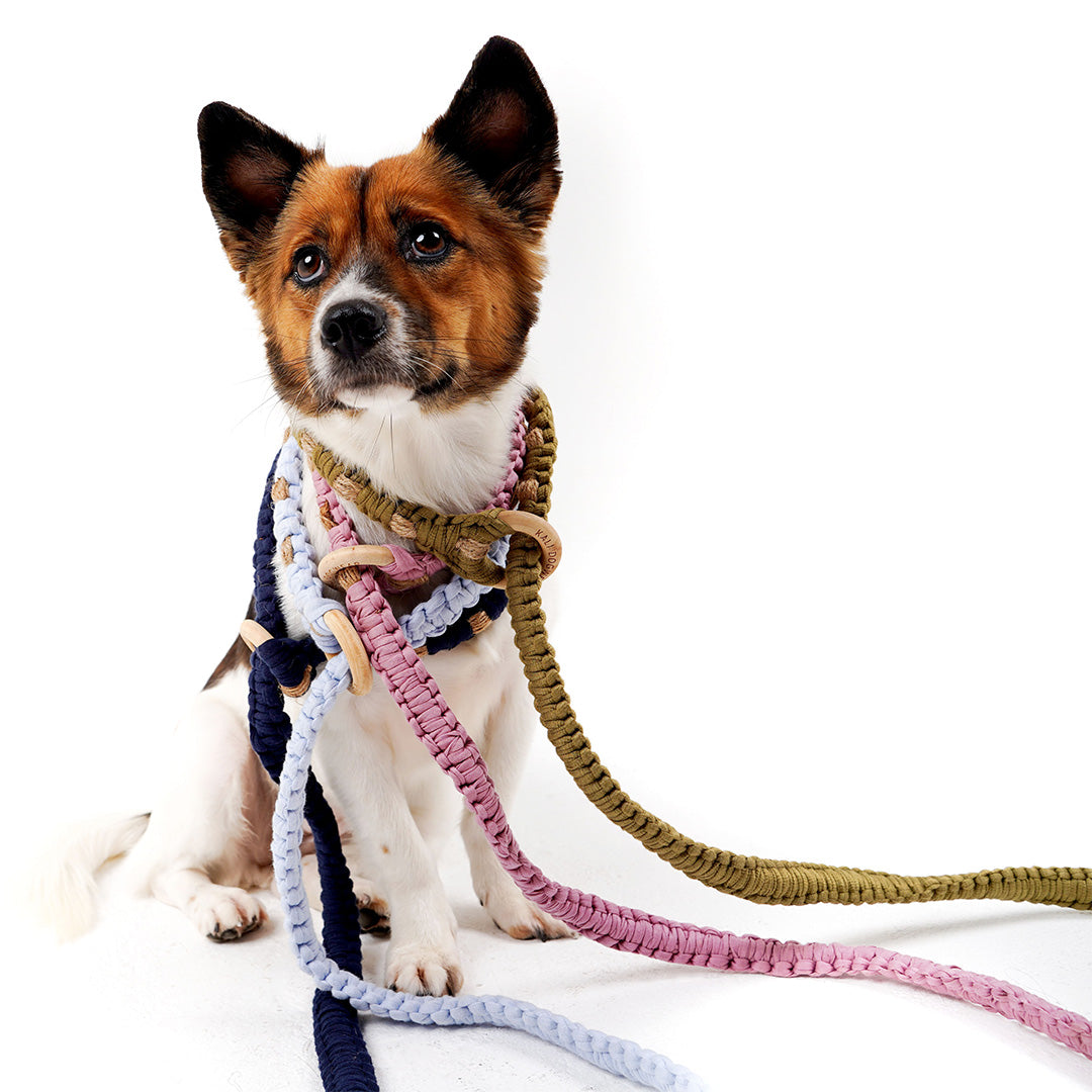 2-in-1 Thomas Leash