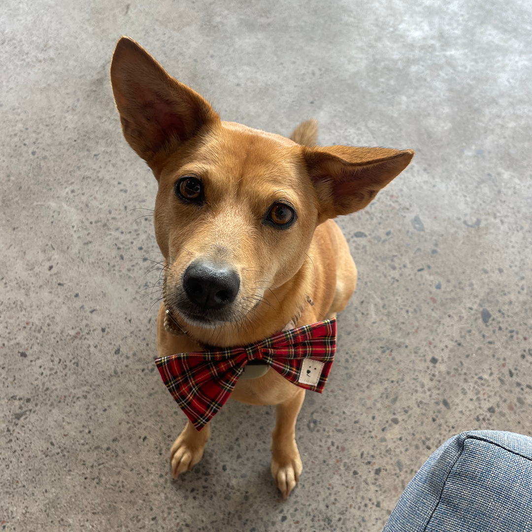 Bow Tie