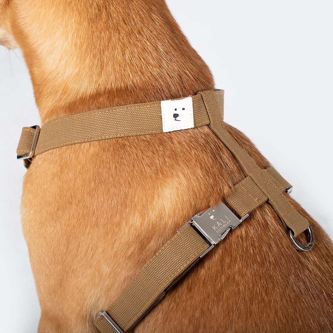 Dog Harness