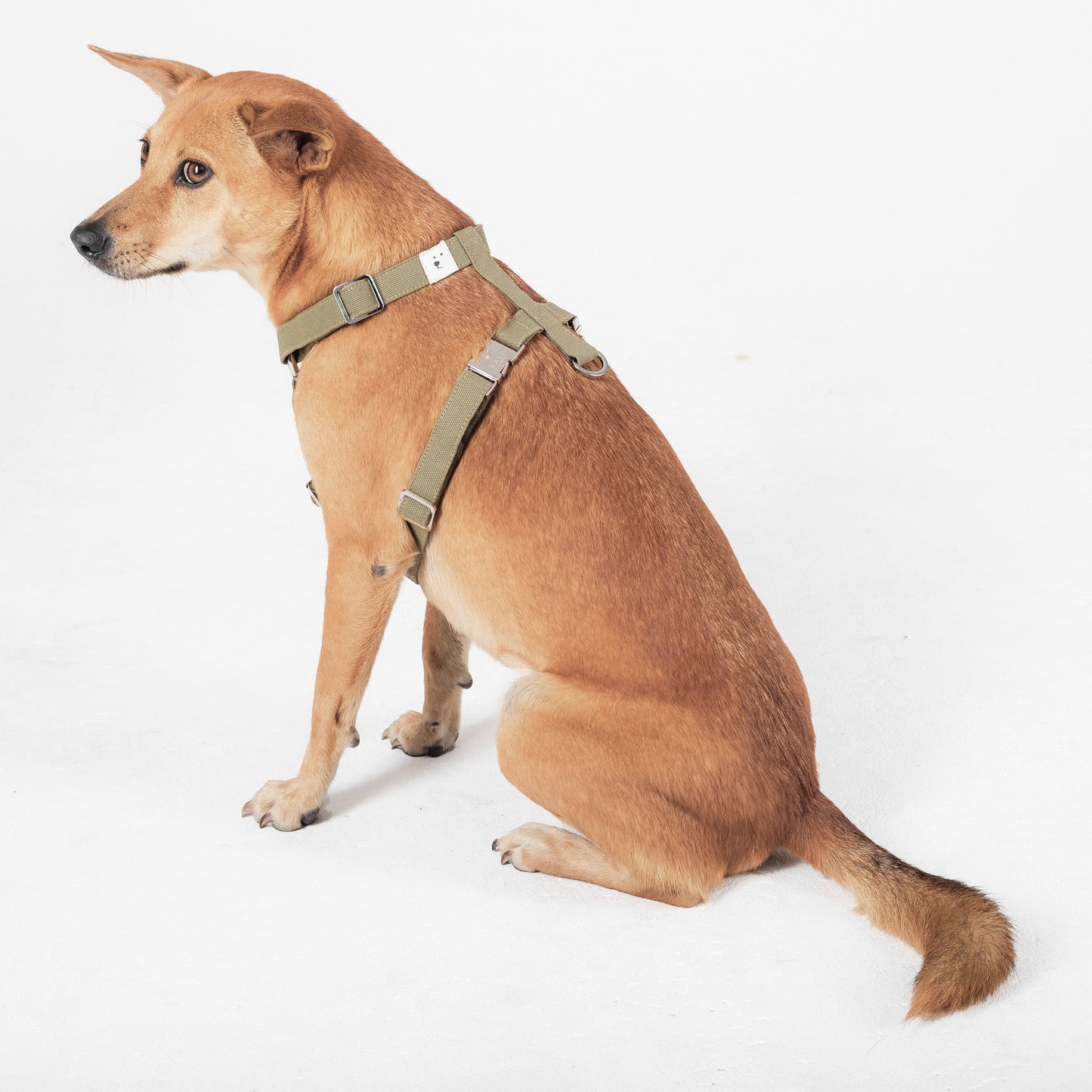 Dog Harness