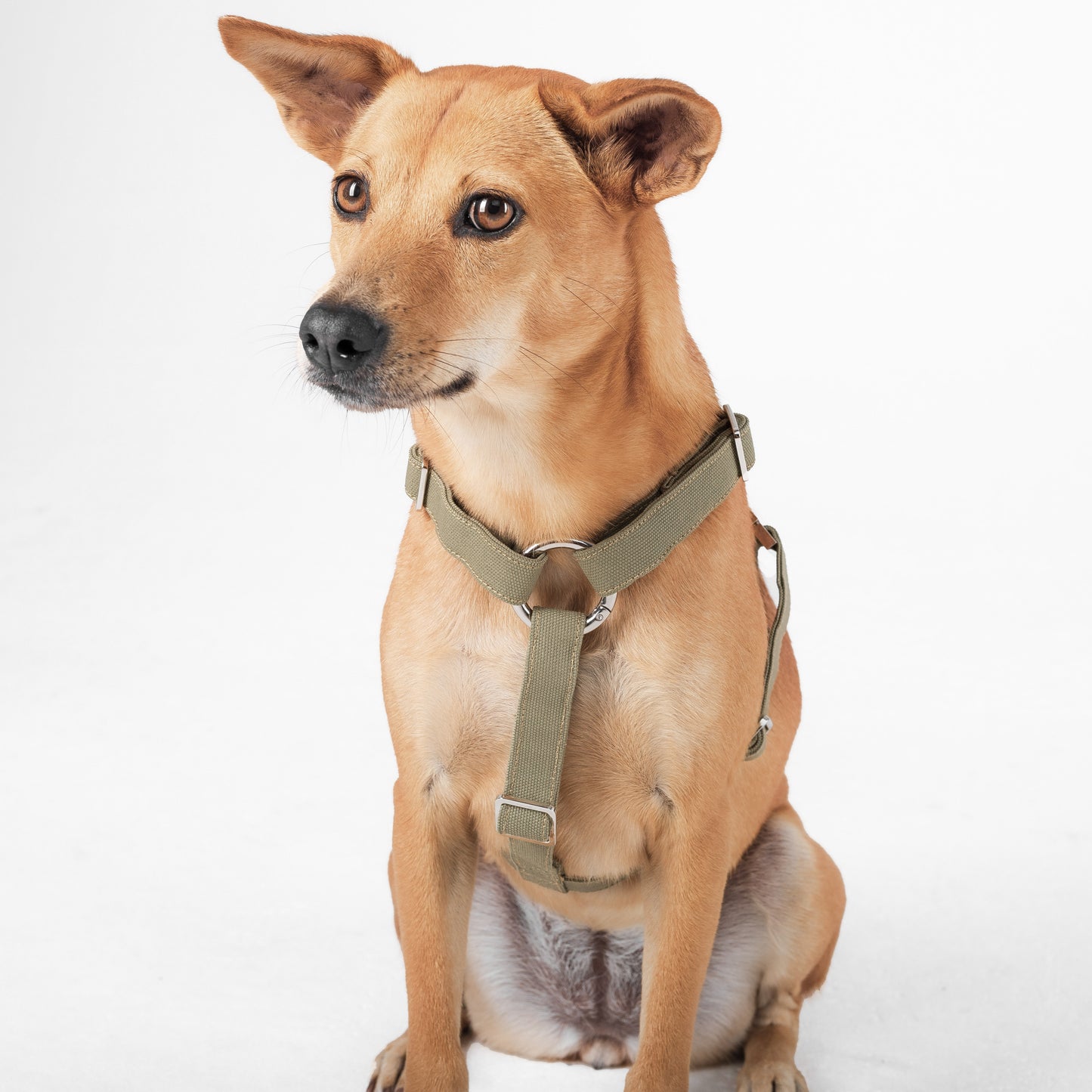 Dog Harness