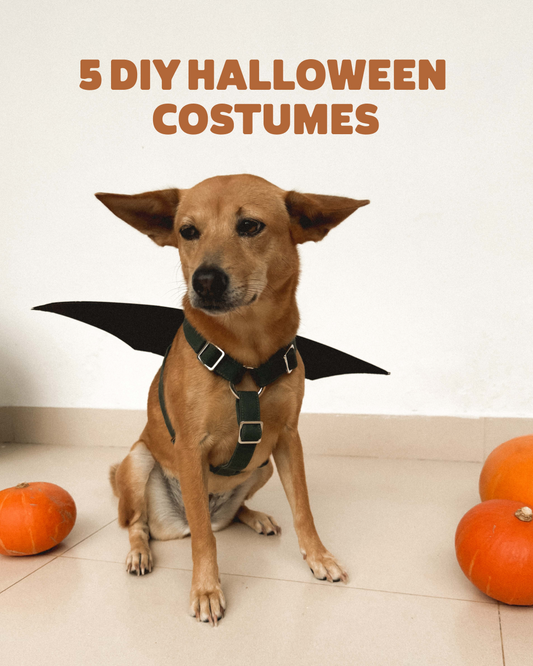 5 DIY Halloween costumes for dogs – playful last-minute costume inspiration by Kali Dogwear