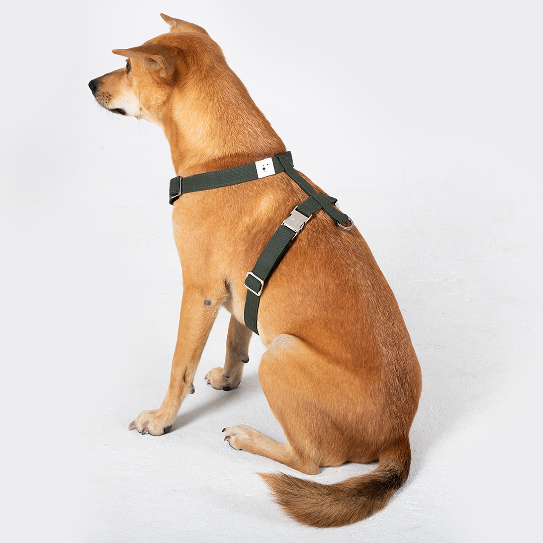 Dog Harness