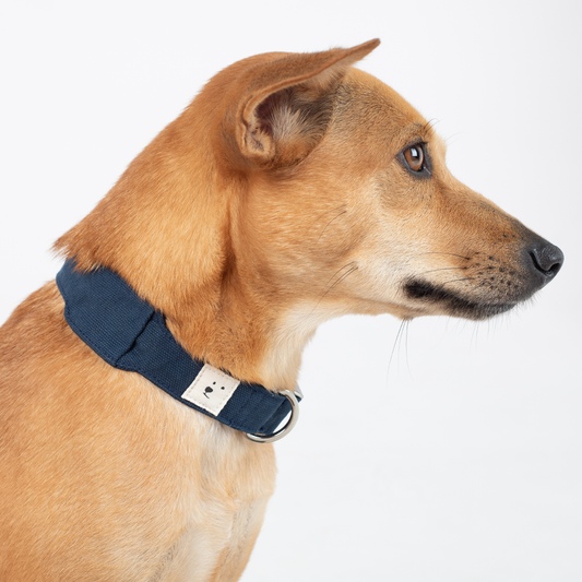 AirTag Collar