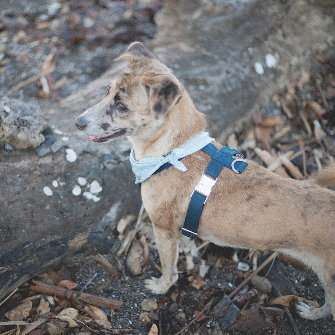 Bandana Special Edition "Beach Clean Up"