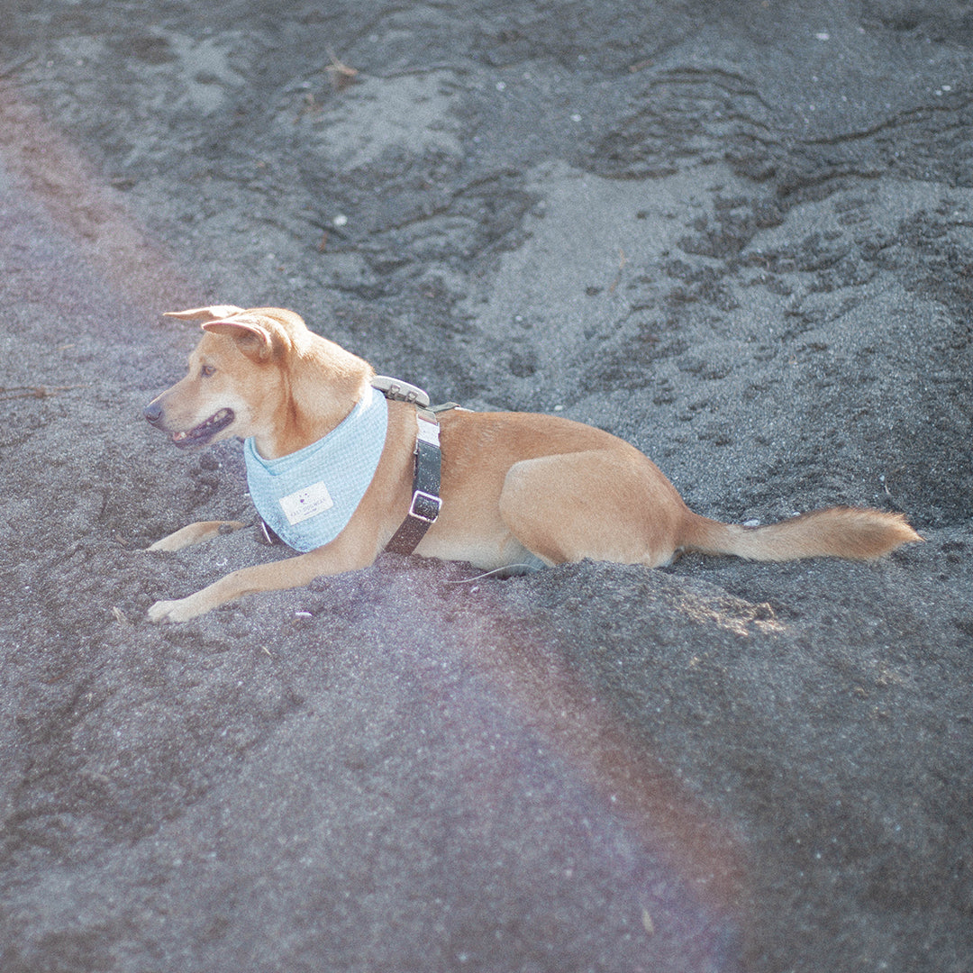 Bandana Special Edition "Beach Clean Up"