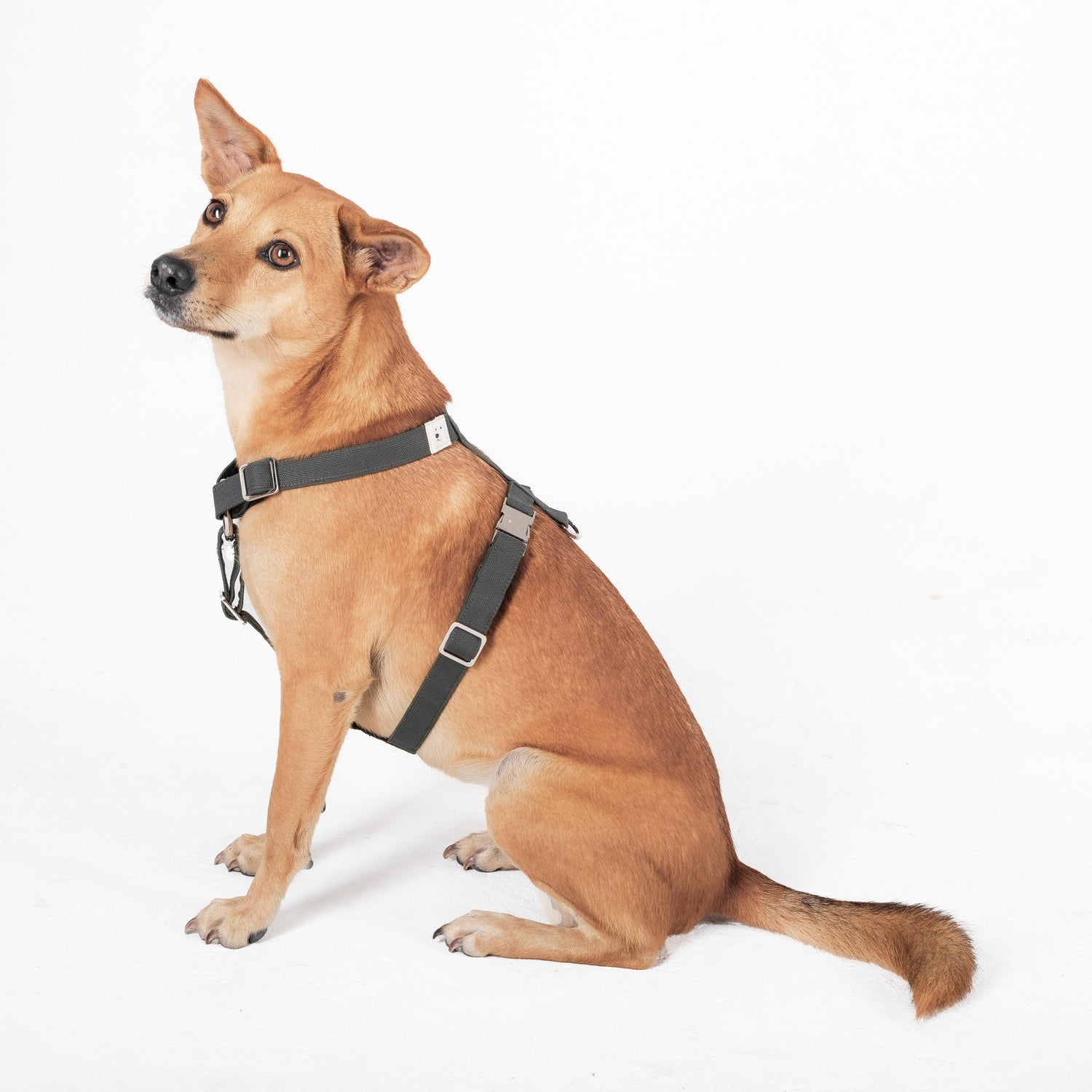 Eco-Friendly Dog Harness  Kali Dogwear – id.Kalidogwear