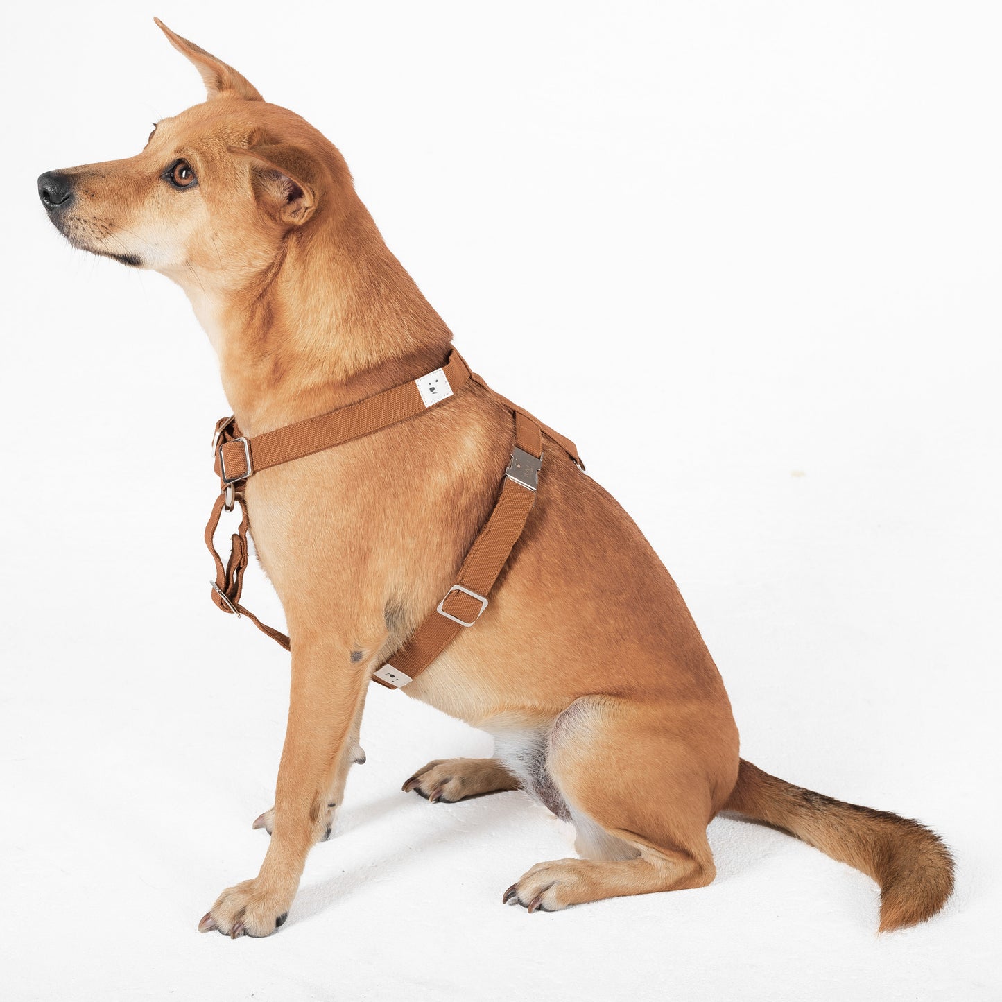 Dog Harness