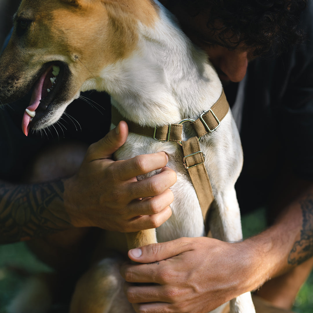 Dog Harness