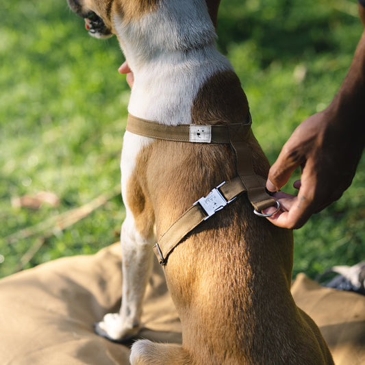 Dog Harness